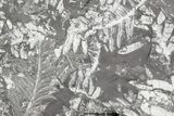 Wide Fossil Seed Fern Plate - Pennsylvania #79681-1
